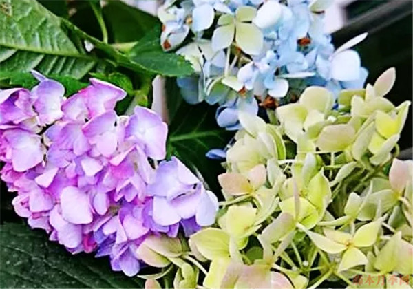 绣球花为什么会变色 绣球花变色的原理是什么 绣球花为什么会变色 绣球花变色的原理是什么
