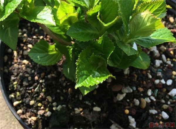 绣球花要用什么土种植比较好 绣球花要用什么土种植比较好