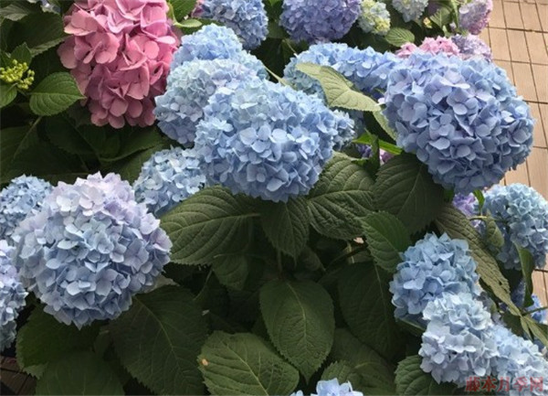 绣球花要用什么土种植比较好 绣球花要用什么土种植比较好
