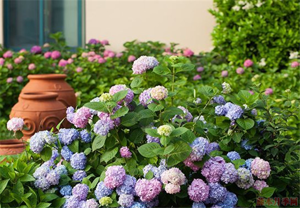 绣球花要用什么土种植比较好 绣球花要用什么土种植比较好