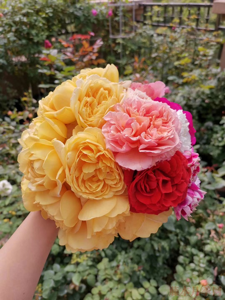 600+月季品种——豪月的月季花园图赏 600+月季品种——豪月的月季花园图赏