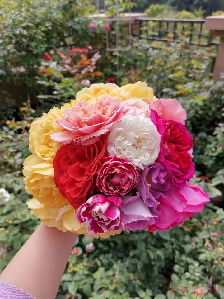 600+月季品种——豪月的月季花园图赏 600+月季品种——豪月的月季花园图赏