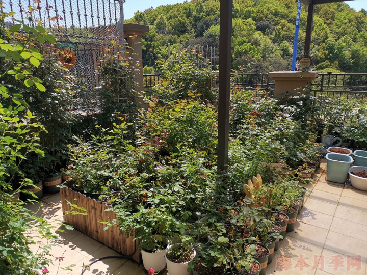 600+月季品种——豪月的月季花园图赏 600+月季品种——豪月的月季花园图赏