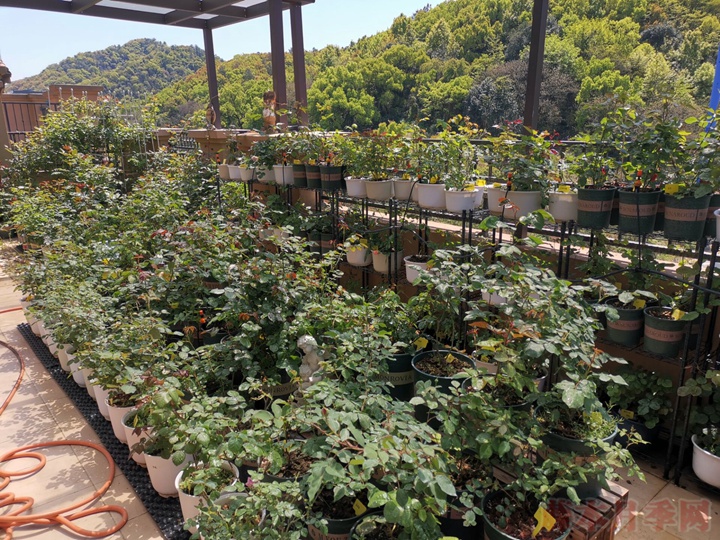 600+月季品种——豪月的月季花园图赏 600+月季品种——豪月的月季花园图赏