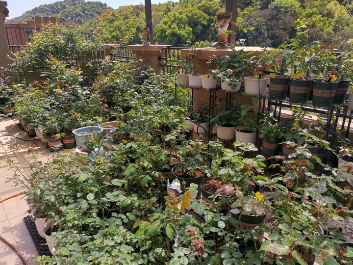600+月季品种——豪月的月季花园图赏 600+月季品种——豪月的月季花园图赏