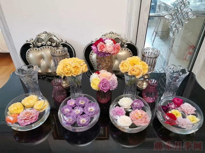 600+月季品种——豪月的月季花园图赏 600+月季品种——豪月的月季花园图赏