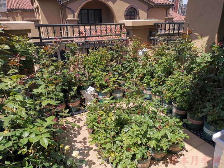 600+月季品种——豪月的月季花园图赏 600+月季品种——豪月的月季花园图赏