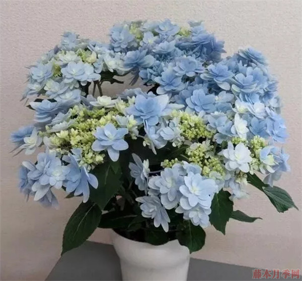 1587546593924433.jpg 重瓣大花绣球品种大全(22个品种图解)