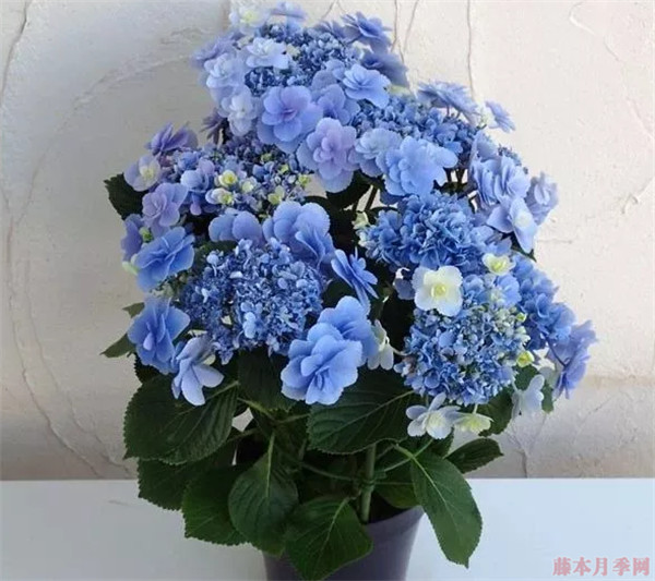 1587546657325032.jpg 重瓣大花绣球品种大全(22个品种图解)