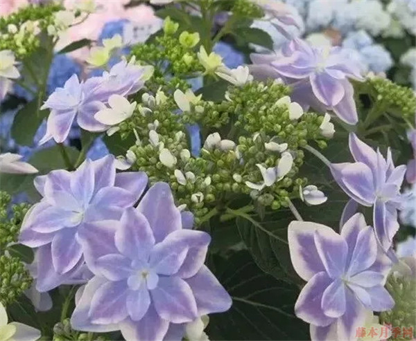 1587546663844121.jpg 重瓣大花绣球品种大全(22个品种图解)