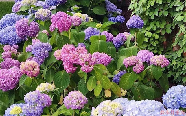 绣球花 绣球花