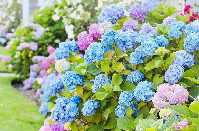 绣球花 绣球花