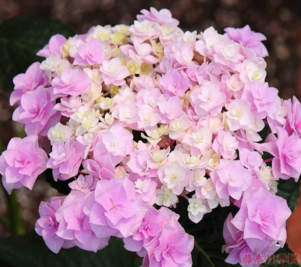 头花 头花
