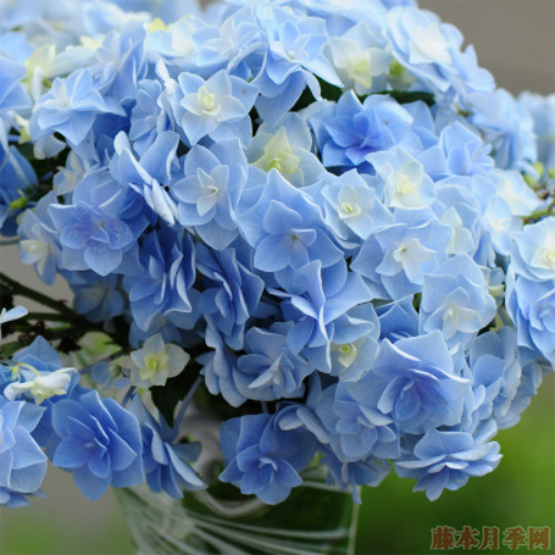 头花 头花