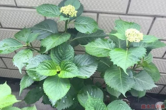 绣球花的养殖方法和注意事项 绣球花的养殖方法和注意事项