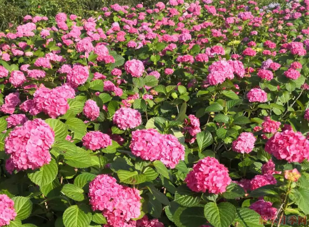 绣球花的养殖方法和注意事项 绣球花的养殖方法和注意事项