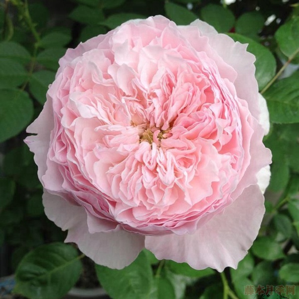 谢莉尔(DeCheryl) 谢莉尔(DeCheryl)