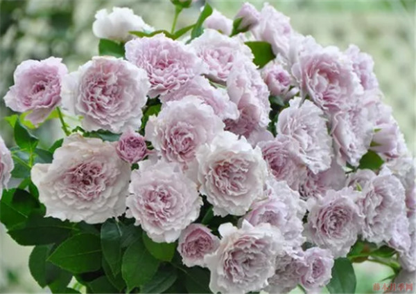 蜻蜓 蜻蜓