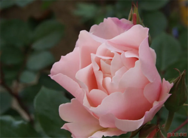 达芙妮 达芙妮