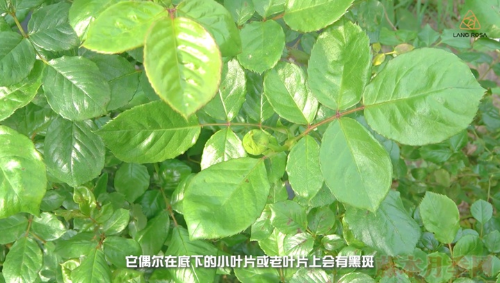月季抗病性排行榜,分为几个等级 月季抗病等级