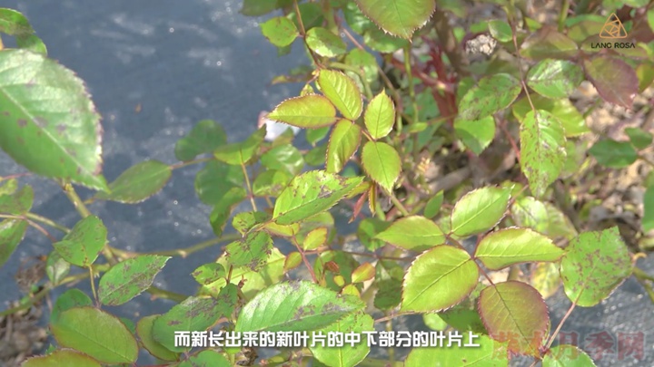 月季抗病性排行榜,分为几个等级 月季抗病等级