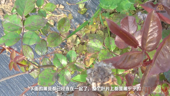 月季抗病性排行榜,分为几个等级 月季抗病等级