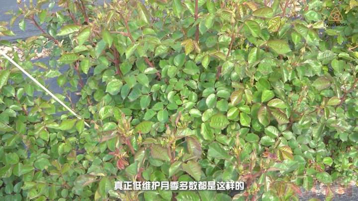 <a href=https://www.tengbenyueji.cn/ target=_blank class=infotextkey>月季</a>抗病性排行榜,分为几个等级 月季抗病等级