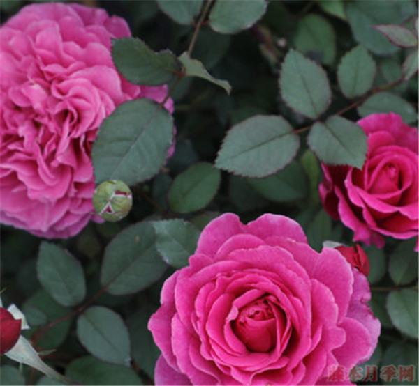 扇子 扇子(VENTILO)