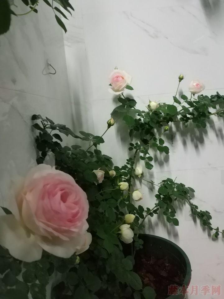 阳台种植龙沙宝石花墙试验
