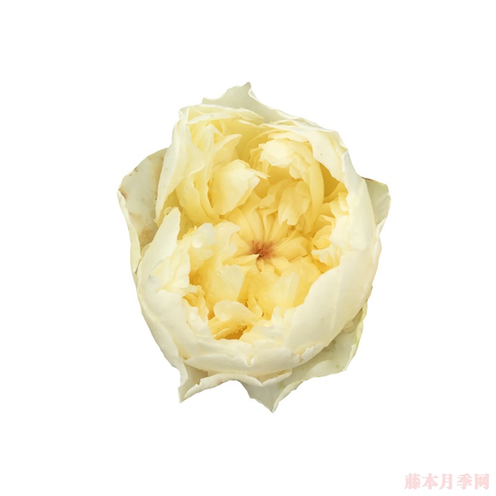 朦胧月色 朦胧月色