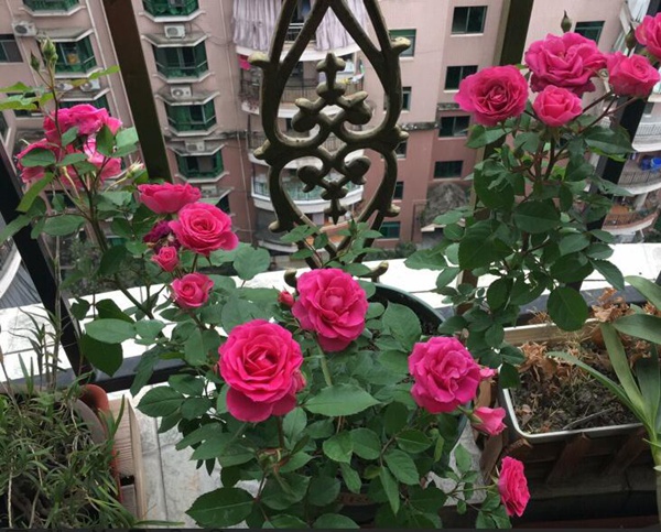 月季花的养殖方法和注意事项 月季花的养殖方法和注意事项