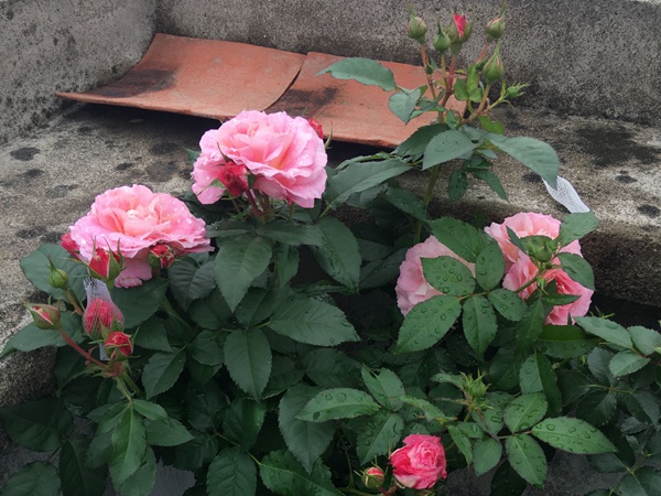 月季花的养殖方法和注意事项 月季花的养殖方法和注意事项