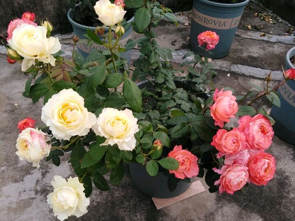 月季花的养殖方法和注意事项 月季花的养殖方法和注意事项