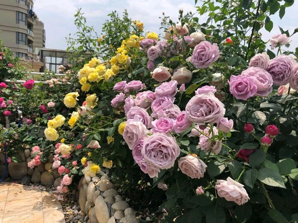 月季花的养殖方法和注意事项 月季花的养殖方法和注意事项