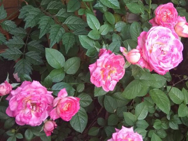 月季花的养殖方法和注意事项 月季花的养殖方法和注意事项