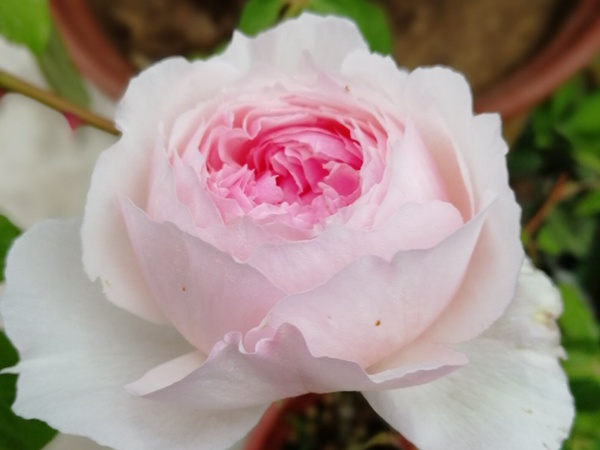 月季花的养殖方法和注意事项 月季花的养殖方法和注意事项