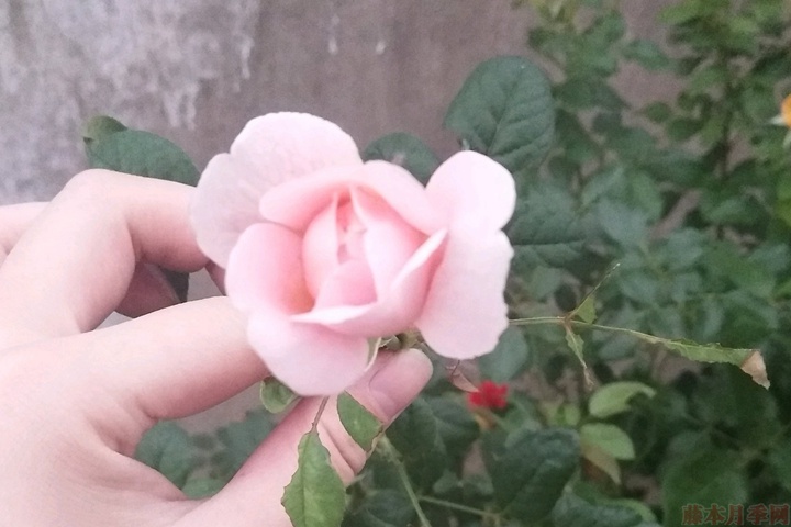 瑞典女王 瑞典女王月季优缺点分析