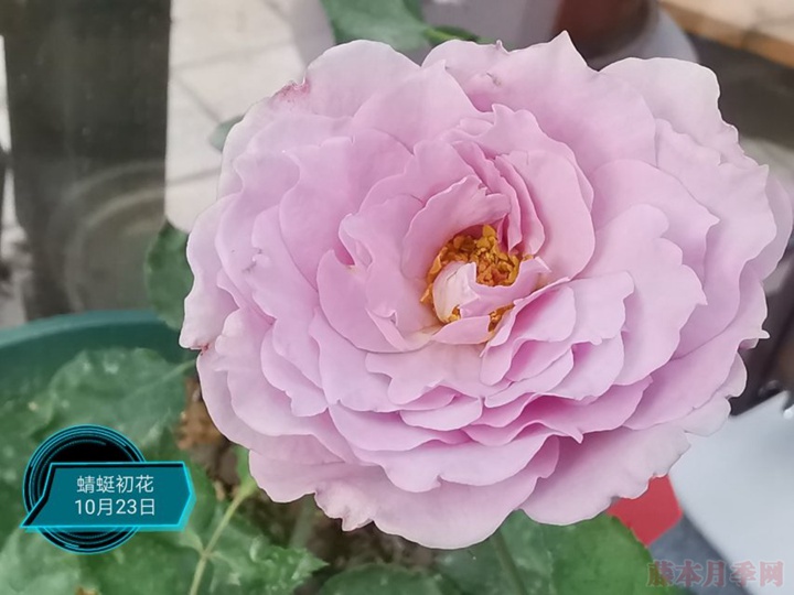 蜻蜓月季 蜻蜓月季