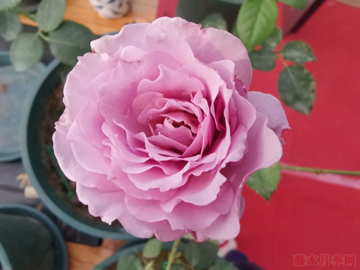 蜻蜓月季 蜻蜓月季