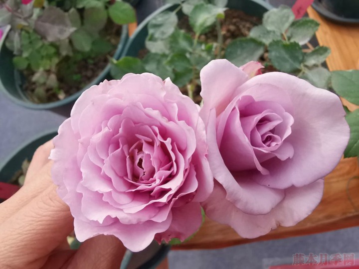 蜻蜓月季 蜻蜓月季