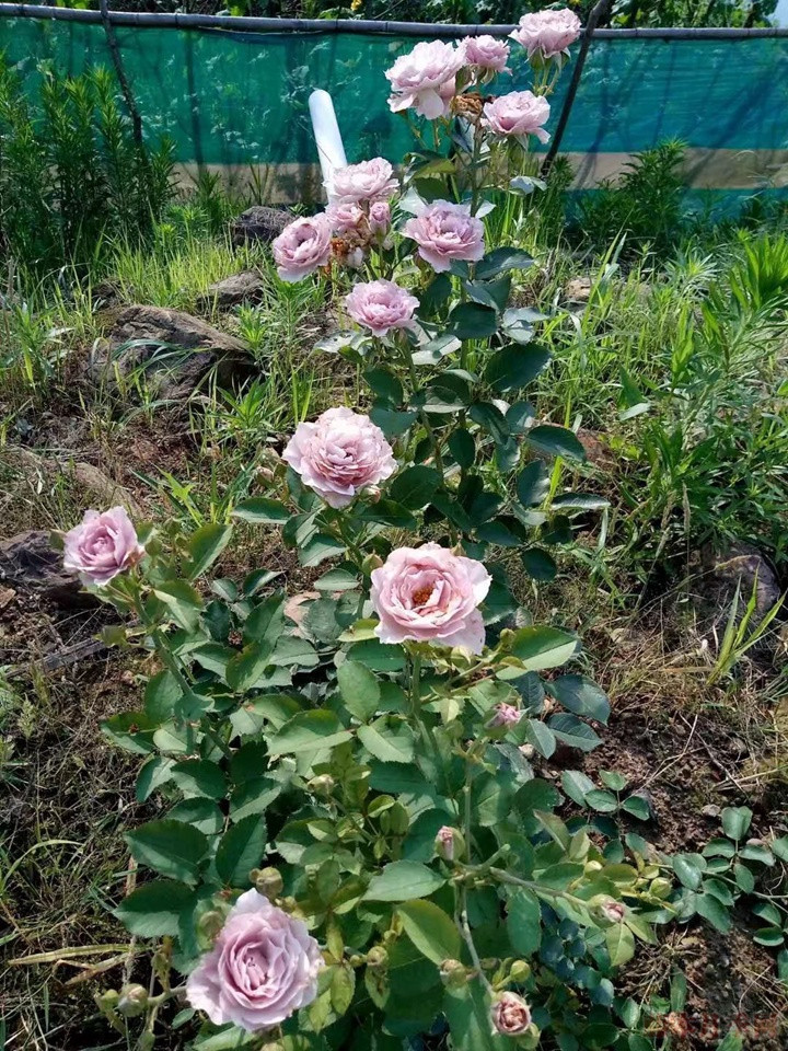 蜻蜓月季 蜻蜓月季