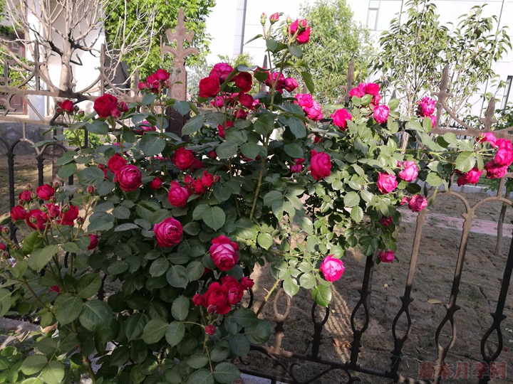 红色龙沙宝石 红色龙沙宝石的优缺点分析