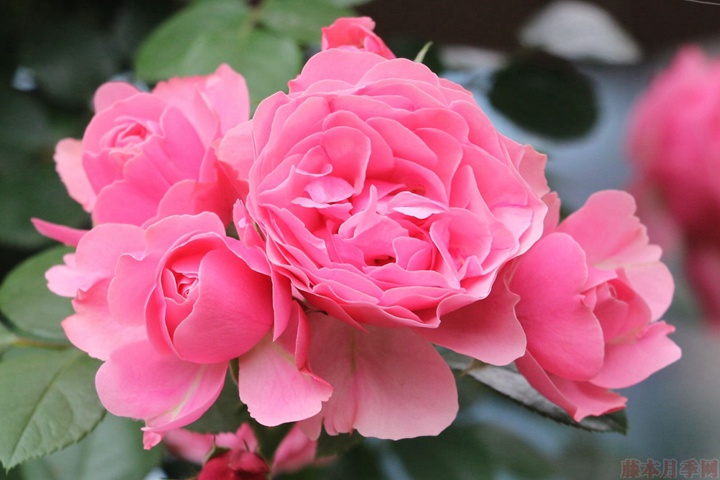 粉色达芬奇 粉色达芬奇