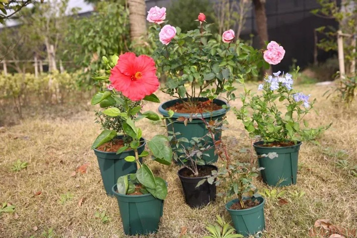 雨季月季如何养护 雨季月季如何养护