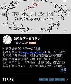 关于月季新手入门那些事,如何避免各种坑