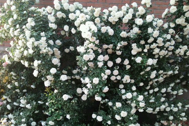 白米农 白米农(White Meillandina)