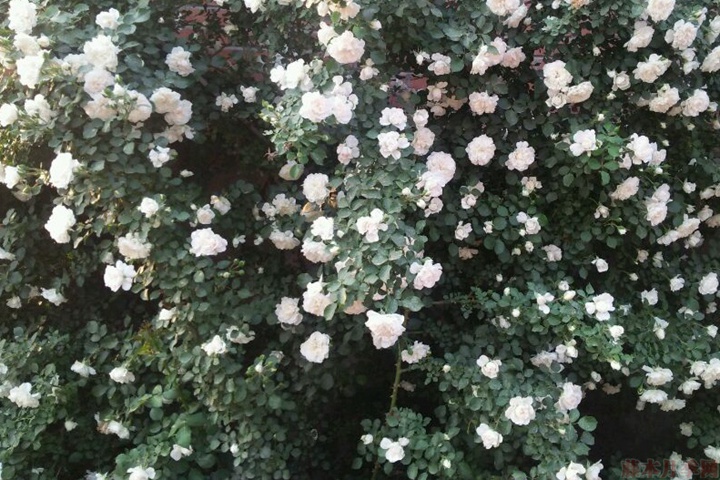 白米农 白米农(White Meillandina)