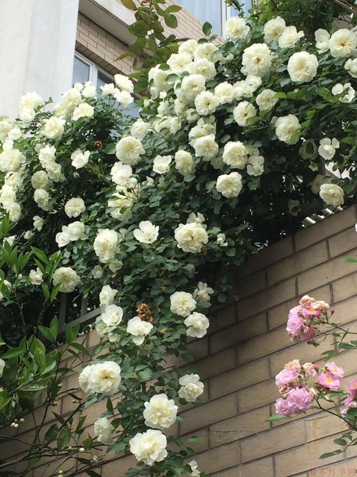 白米农 白米农(White Meillandina)