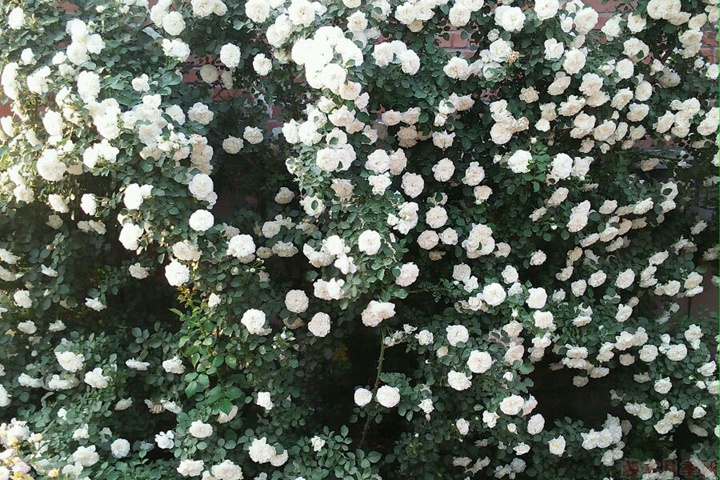 白米农 白米农(White Meillandina)