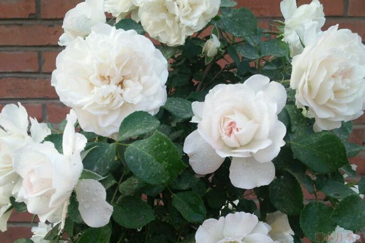 白米农 白米农(White Meillandina)
